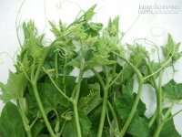 Dấu hiệu nhận diện các loại rau, củ ngậm thuốc kích phọt