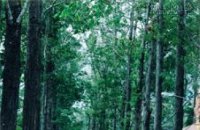 Về Trà Vinh, dạo chơi giữa rừng cây cổ thụ
