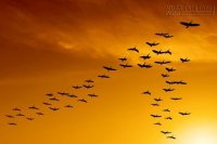 Bạn học được gì từ bầy ngỗng bay lượn trên bầu trời