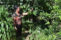 Chữa dứt điểm bệnh dạ dày chỉ với một nắm lá của nữ cán bộ xã