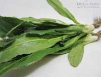 12 Bệnh dưới đây chỉ cần dùng rau mùi Tàu chữa là khỏi