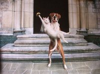 Không nhịn được cười với những bức ảnh động vật hài hước vô đối