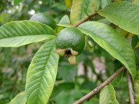 Đẩy lùi hôi nách, hôi miệng với lá ổi