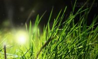 Trượt đại học và câu chuyện cỏ nhỏ đứng nhầm chỗ khiến bạn phải suy ngẫm