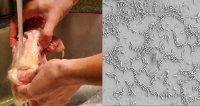 Rửa thịt gà trước khi nấu có thể gây chết người?