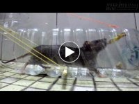 Cách bẫy chuột chỉ bằng một cái chai nhựa
