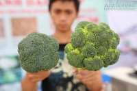 Mẹo phân biệt rau củ quả Trung Quốc