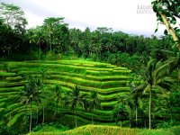 Du lịch Bali trải nghiệm những điều tuyệt vời ở Ubud