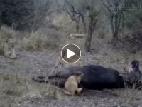 Con sư tử ngu nhất mọi thời đại