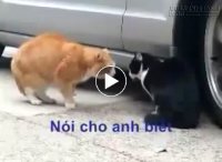 Tại sao em phản bội anh