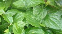 Điều kỳ diệu gì sẽ xảy ra nếu bạn hay ăn lá lốt?