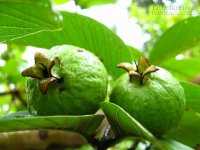 Những lợi ích vàng ít ai biết của lá ổi