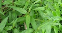 Ứng dụng chữa bệnh cực hay từ rau răm không phải ai cũng biết