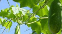 Bí đao thuốc quý chống lại bệnh gan