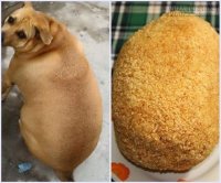 Cười rớt hàm với chú chó béo múp míp không-thể-tin-nổi