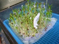 Chia sẻ kinh nghiệm trồng rau mầm tại nhà chỉ cần giấy ăn cực hay