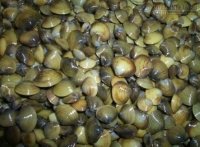 Hướng dẫn khử chất độc trong trai hến