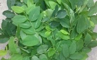 Sai lầm cần tránh khi ăn rau ngót