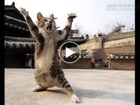 Clip khiến hàng triệu người cười không nhặt được mồm