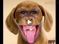 Khỉ tập thể hình chấn động hành tinh