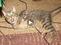 Những chú mèo thời hiện đại