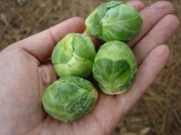 Chia sẻ cách trồng bắp cải tí hon tại nhà từ A đến Z