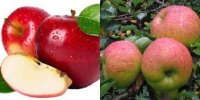 Nhận biết một số loại trái cây Trung Quốc