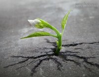 Hãy như trai ngọc luôn biết đối diện với nghịch cảnh