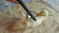 Cười tưởng chết với biểu cảm siêu thỏa mãn của vịt cồ khi được tẩm quất miễn phí