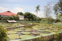 Ngôi chùa trồng loài sen lớn nhất thế giới ở Việt Nam