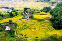 Thắng cảnh ngoạn mục trên cung Sa Pa - Y Tý mùa lúa chín
