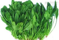 Công dụng chữa bệnh kỳ diệu của rau Chân Vịt