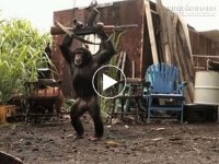 Khi động vật cầm súng