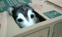 Bật cười với cô chó husky luôn nghĩ mình là... mèo con