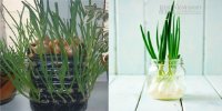 2 cách trồng hành lá siêu đơn giản đủ ăn cho cả gia đình