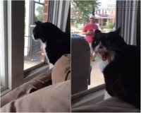 Hài hước mèo la hét để phản đối chủ nhân dắt cún về sống cùng một nhà