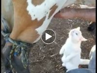 Ngơ ngác trước chú mèo con tưởng nhầm bò sữa là mẹ
