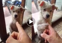 Chú chó trốn ra ngoài chơi bị mắng siêu đáng yêu