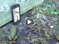 Cách mấy anh người Thái bắt ếch, phải nói là quá thông minh