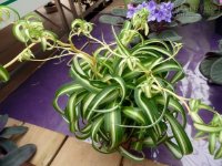 8 loại cây cảnh hút khí độc nên trồng trong nhà