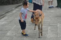 Du lịch Nhật Bản tham quan những công dân hươu trên đảo Miyajima