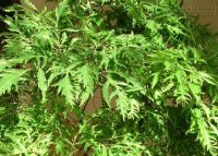 Đinh lăng –không chỉ là cây cảnh mà còn là thần dược cho phụ nữ sau sinh