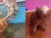 Cái kết đắng lòng của chú chó nhỏ khi dại dột trêu hầu vương
