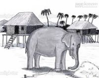 Câu chuyện cuộc sống - Con voi và sợi dây thừng