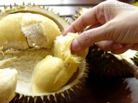 Mẹo phân biệt sầu riêng chín cây và chín do hóa chất