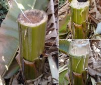 Phương thuốc dân gian giải quyết bệnh đau lưng (Thoát vị đĩa đệm) và tiểu đường vô cùng hiệu nghiệm