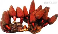Công dụng của Nấm ngọc cẩu - Thần dược của đàn ông