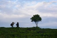 Săn mây ở làng chè trăm tuổi ở Đà Lạt