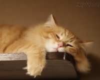 Có những lúc hãy cho phép mình được… lười biếng