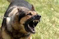 Bí kíp thần thánh để tránh bị chó dữ cắn